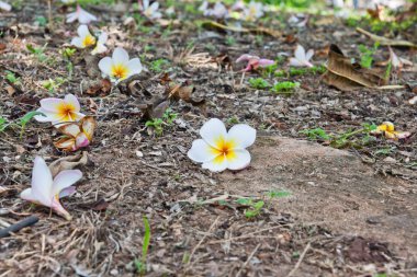 Plumeria çiçekleri beyaz