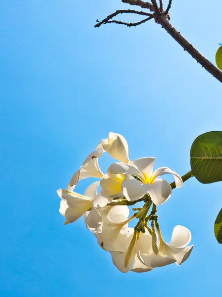 Plumeria λουλούδια λευκό — Φωτογραφία Αρχείου