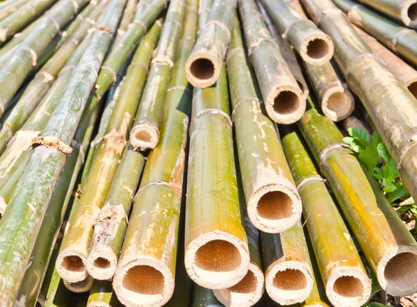 Bamboo was cut — Stock Photo, Image
