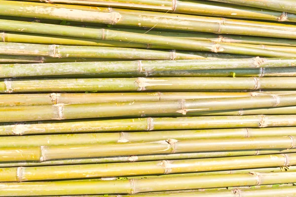 Bambus wurde abgeschnitten — Stockfoto