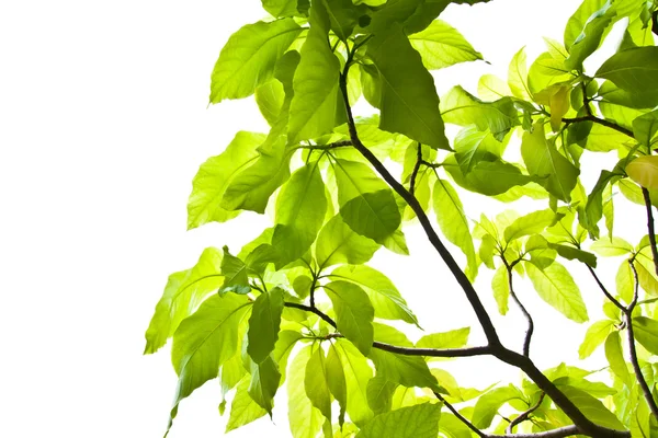 stock image Leaves