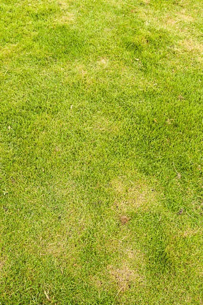 Textura do gramado — Fotografia de Stock