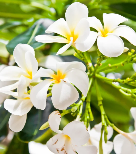 Plumeria λουλούδια λευκό — Φωτογραφία Αρχείου