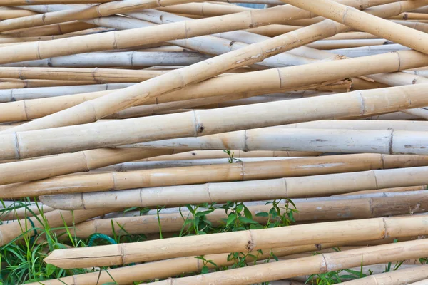 Der getrocknete Bambus — Stockfoto