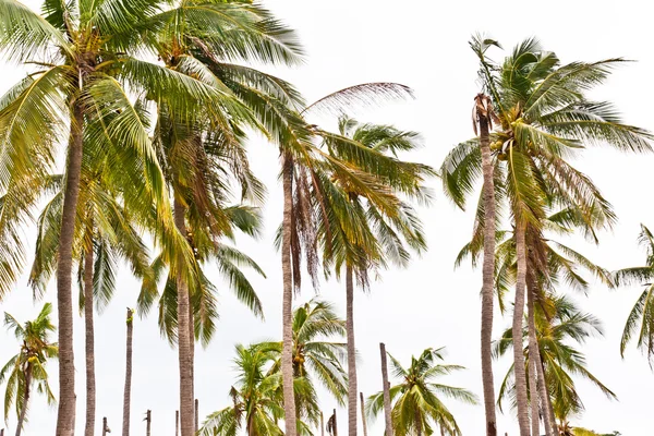Coconut palms on the beach — Stock Photo, Image