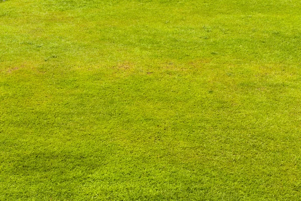Yeşil Çimen — Stok fotoğraf