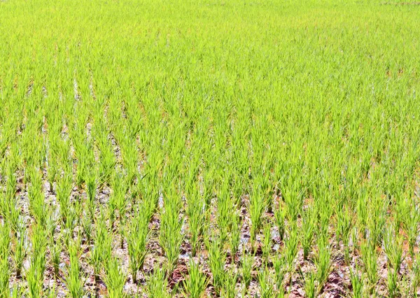 Från rice omogna — Stockfoto