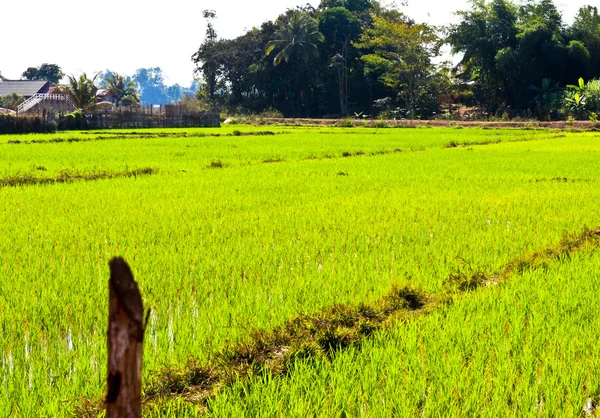 De arroz imaturo — Fotografia de Stock