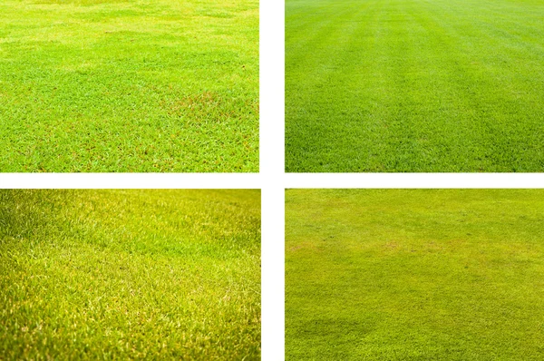 Vier Arten von Rasen-Feld — Stockfoto