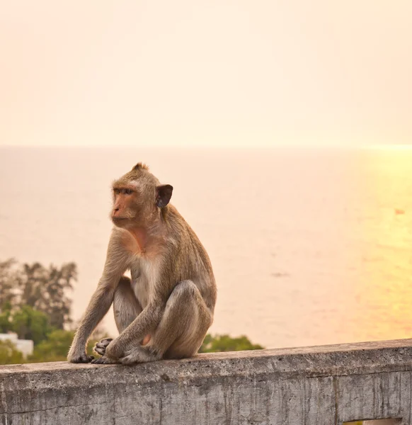 stock image Monkey on a wall at sunset