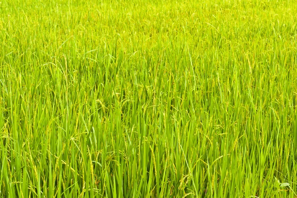 З початку зерна рису — стокове фото
