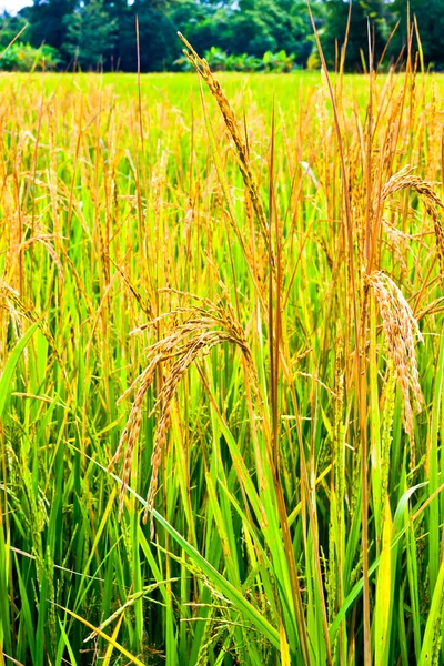 З початку зерна рису — стокове фото