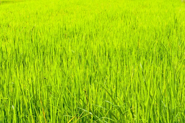 Vanaf het begin van rijstkorrels — Stockfoto