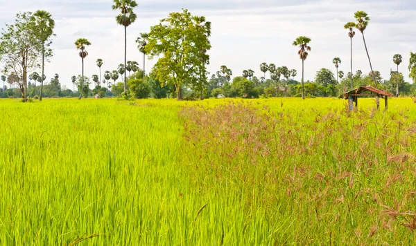 Desde el comienzo de los granos de arroz —  Fotos de Stock
