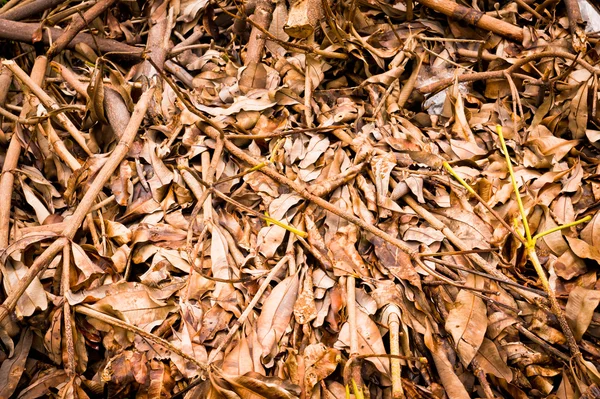 Leaves brown — Stock Photo, Image