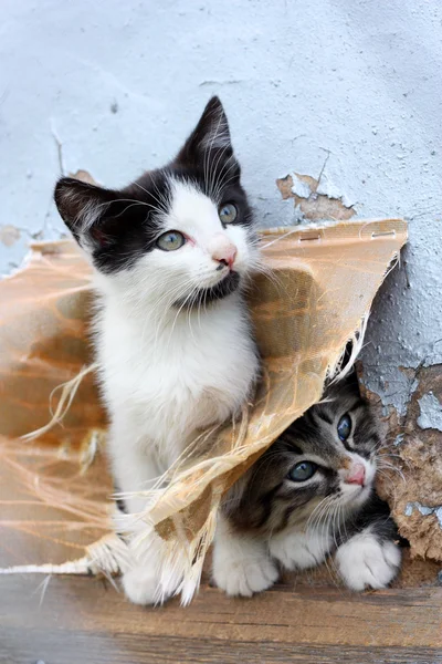 Dois engraçado sem-teto brincalhão gatinho — Fotografia de Stock