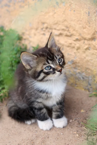 Divertido lindo gatito olfatea —  Fotos de Stock