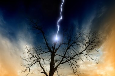 Tree struck by lightning clipart