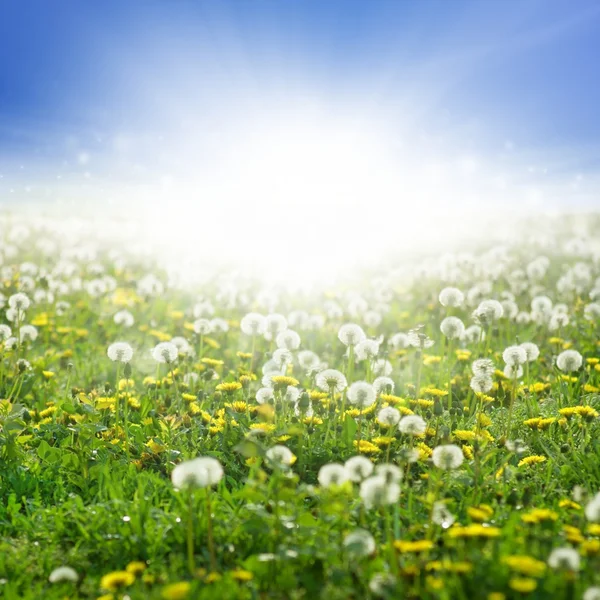 開花のタンポポ — ストック写真