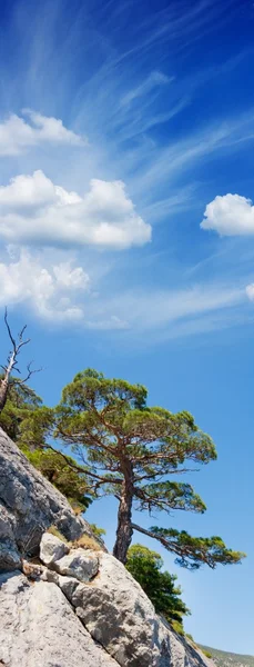 stock image Tree on rock