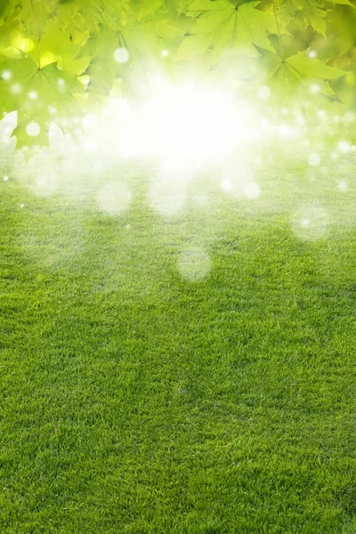 緑の葉、緑の野原、明るい太陽の下 — ストック写真