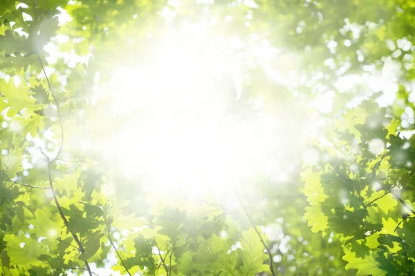 绿色的树叶，明亮的太阳 — 图库照片