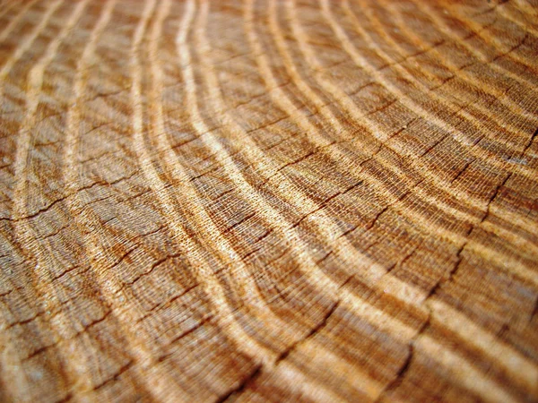 stock image Slice of tree trunk