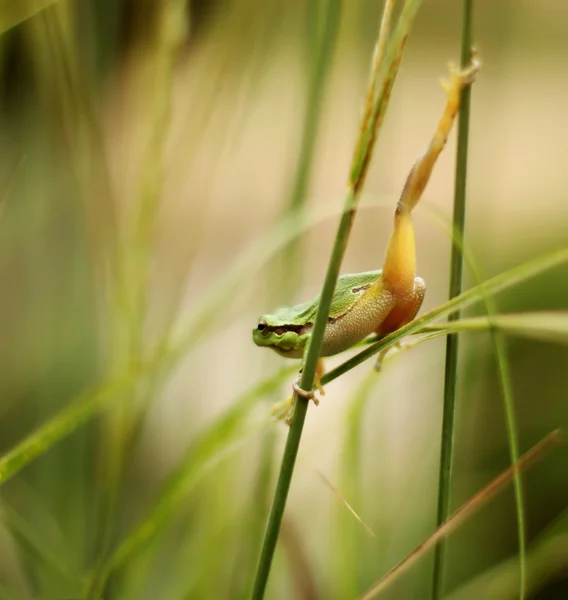 Stock image Frog hunting in the grass