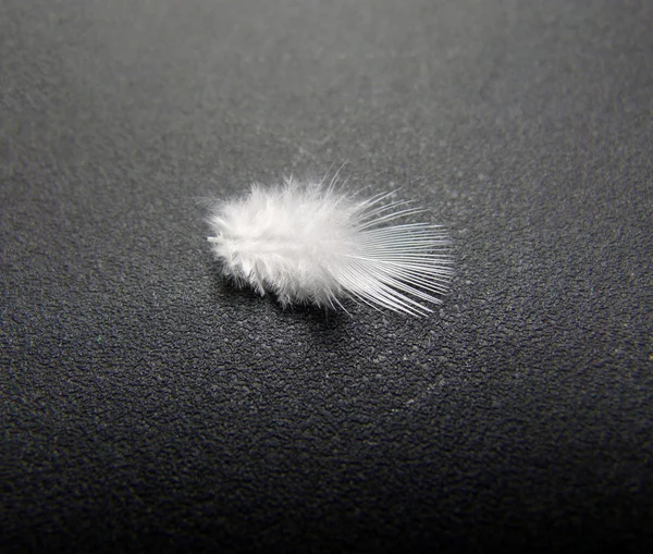 stock image Feather