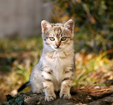 oturan kedi