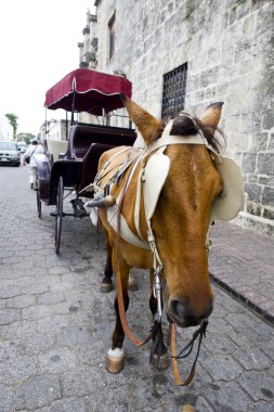 Horse and carriage clipart