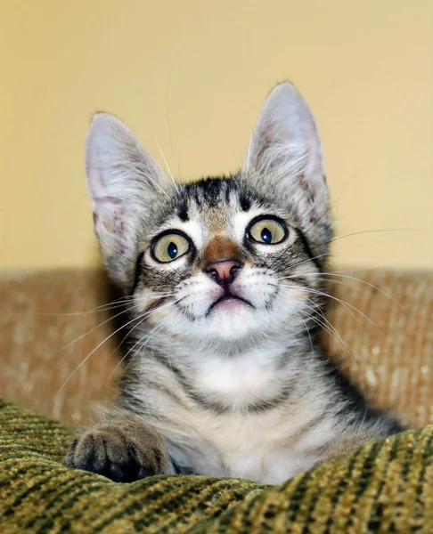 kedi saldırısı