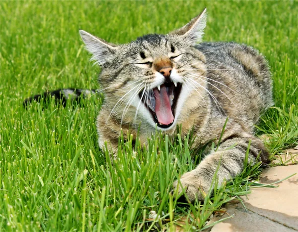 Cat yawns — Stock Photo, Image