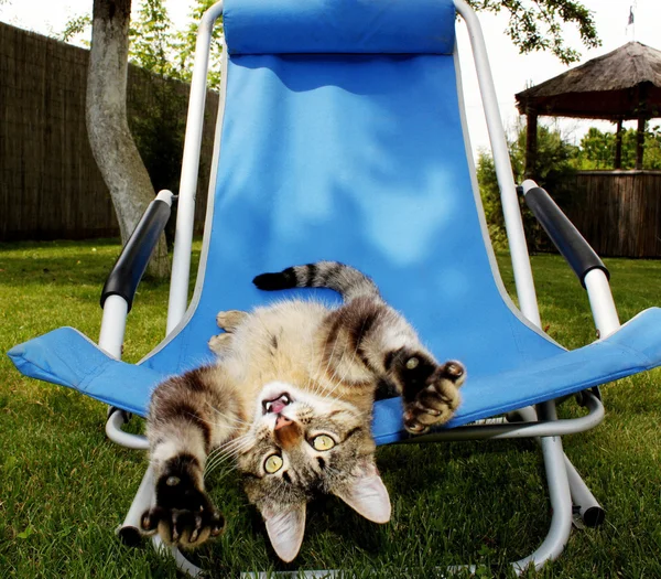 stock image Cat yawns