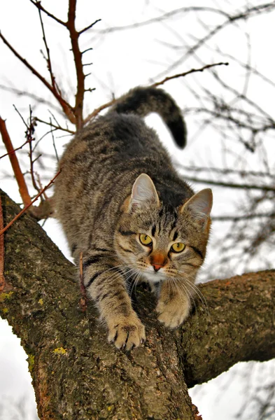 Cat on tree — Stock Photo, Image
