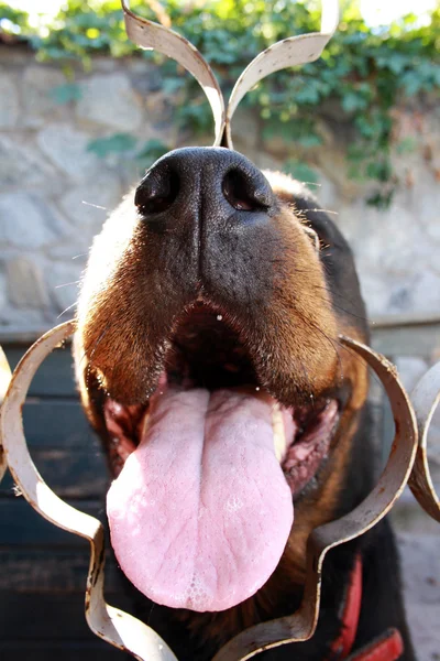 Köpek gülümsüyor