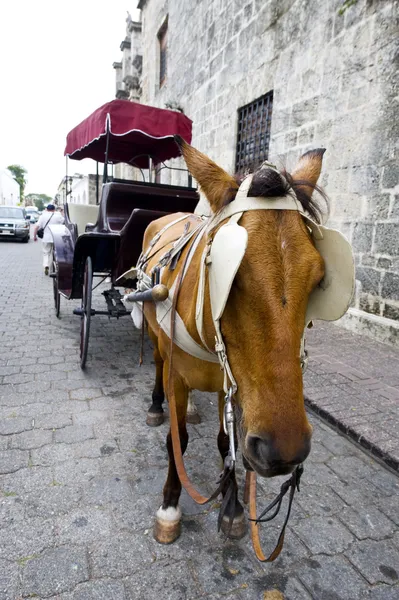 stock image Horse and carriage