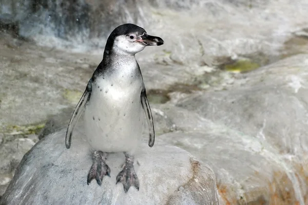 Penguenler