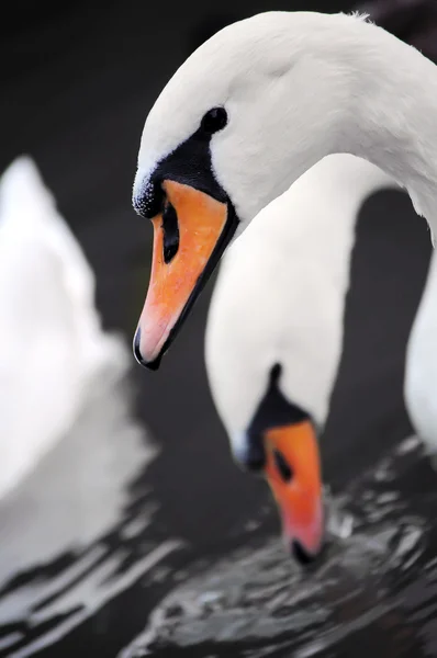 Cisne en el agua — Foto de Stock