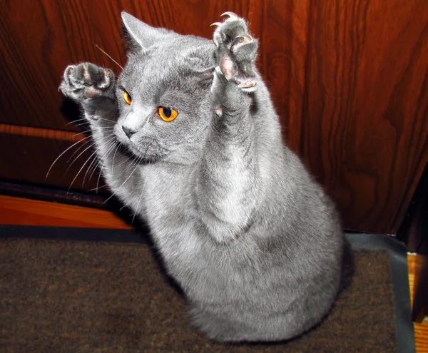 Атака кота Стоковое Фото