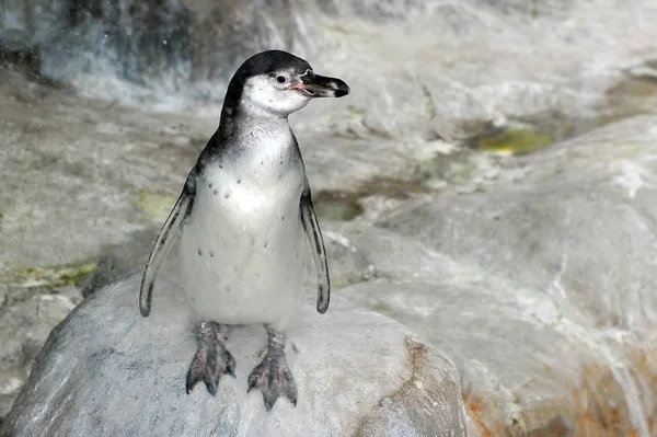 Pinguins. Imagens De Bancos De Imagens