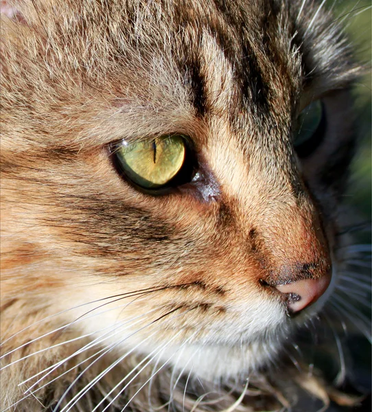 Портрет кошки Лицензионные Стоковые Изображения