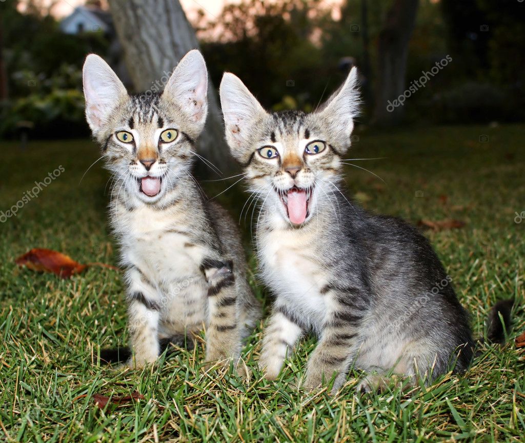 Gato riendo fotos de stock, imágenes de Gato riendo sin royalties |  Depositphotos