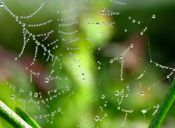 stock image Drops on the cobweb 2