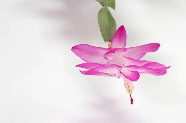 stock image Christmas cactus