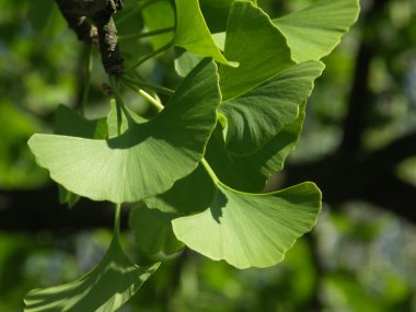 Ginko biloba leaf clipart