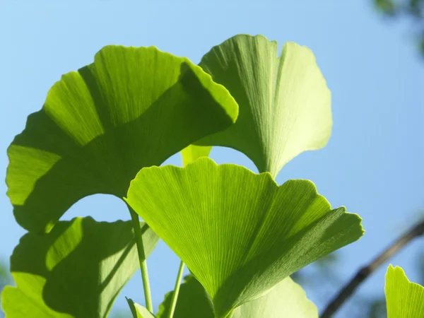 Hoja de Ginko biloba — Foto de Stock