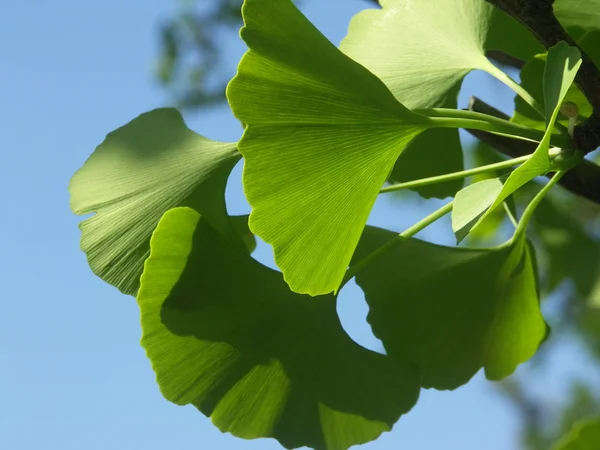 Ginko biloba leaf — Zdjęcie stockowe