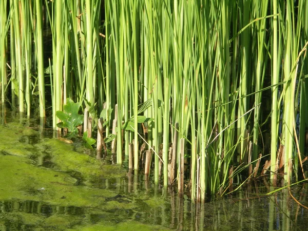 stock image Green reed texture