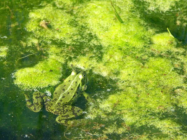 Zelená žába v jezírku — Stock fotografie
